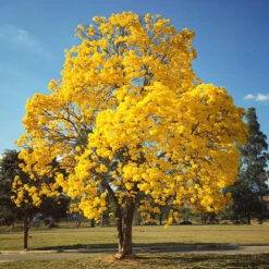 Yellow Trumpet Tree