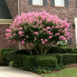 Sioux Crape Myrtle 9 Sioux Crape Myrtle -Fast Growing Trees Shop Sioux Crape myrtle 2