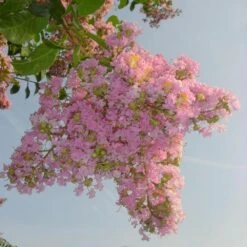 Sioux Crape Myrtle 8 Sioux Crape Myrtle -Fast Growing Trees Shop Sioux Crape myrtle 4 FGT