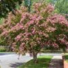 Sioux Crape Myrtle -Fast Growing Trees Shop Sioux Crape myrtle FGT 600x600 c3f26958 d4d9 4062 b2b6 fe702d4b6de9