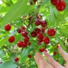 Skeena Cherry Tree 13 Skeena Cherry Tree -Fast Growing Trees Shop Skeena Cherry FGT 600X600 1304eed1 04ee 4e47 9ef3 8afb5cd1cf53