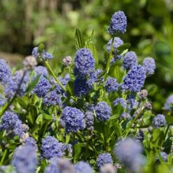 Skylark California Lilac -Fast Growing Trees Shop Skylark California Lilac 3 FGT