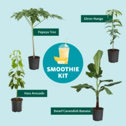 Smoothie Kit -Fast Growing Trees Shop SmoothieKitGraphic