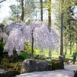 Snow Fountains® Weeping Cherry Tree -Fast Growing Trees Shop Snow Fountains Weeping Cherry 8