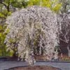Snow Fountains® Weeping Cherry Tree -Fast Growing Trees Shop Snow Fountains Weeping Cherry FGT 600x600 b932e64b fb28 4b2a b164 ea90e6be8b0b