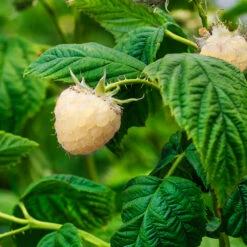 Snowbank White Blackberry Bush 7 Snowbank White Blackberry Bush -Fast Growing Trees Shop Snowbank Blackberry 1