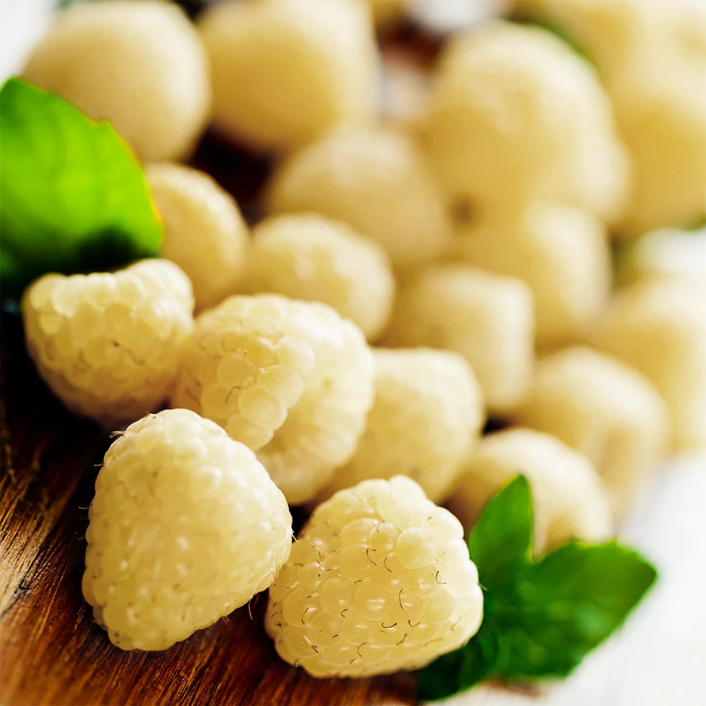 Snowbank White Blackberry Bush 2 Snowbank White Blackberry Bush - Image 2