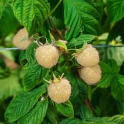 Snowbank White Blackberry Bush 6 Snowbank White Blackberry Bush -Fast Growing Trees Shop Snowbank Blackberry 3