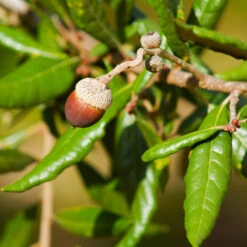 Live Oak Tree -Fast Growing Trees Shop Southern Live Oak FGT 1