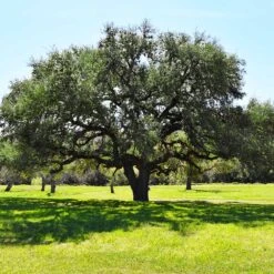 Live Oak Tree -Fast Growing Trees Shop Southern Live Oak FGT 3