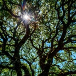 Live Oak Tree -Fast Growing Trees Shop Southern Live Oak FGT 4