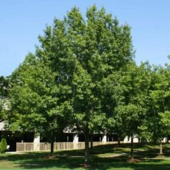 Southern Red Oak Tree 6 Southern Red Oak Tree -Fast Growing Trees Shop Southern Red Oak 2