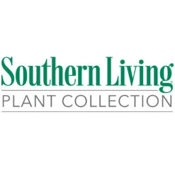 Coppertop® Sweet Viburnum Shrub -Fast Growing Trees Shop Southn Living 1000x1000 696b1d85 1156 4d57 a0e9 861bb85e1447