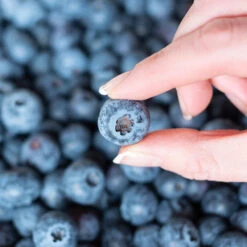 Spartan Blueberry Bush -Fast Growing Trees Shop Spartan Blueberry 5 FGT