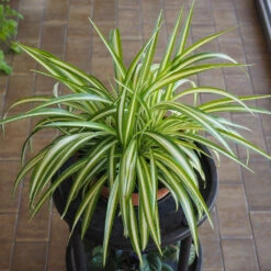 Spider Plant -Fast Growing Trees Shop Spider Plant 1