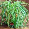 Spider Plant -Fast Growing Trees Shop Spider Plant FGT 600x600 f8f5d6ea f043 4cae a4d9 2847d9e16047