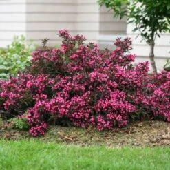 Spilled Wine® Weigela Shrub -Fast Growing Trees Shop Spilled Wine Weigela 1 FGT