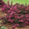 Spilled Wine® Weigela Shrub 11 Spilled Wine® Weigela Shrub -Fast Growing Trees Shop Spilled Wine Weigela FGT 600x600 6a7e16ef 4df8 48a5 bd38 030385ba4fb0