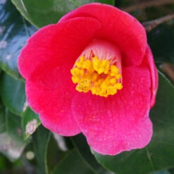 Spring's Promise Camellia Shrub -Fast Growing Trees Shop Springs Promise Camellia 1 FGT