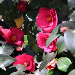 Spring's Promise Camellia Shrub -Fast Growing Trees Shop Springs Promise Camellia 4
