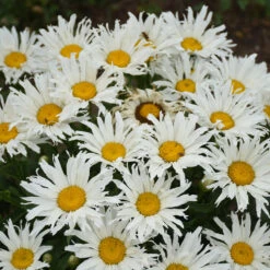 Amazing Daisies® ‘Spun Silk’ Shasta Daisy -Fast Growing Trees Shop Spun Silk Bananas 1