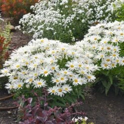 Amazing Daisies® ‘Spun Silk’ Shasta Daisy -Fast Growing Trees Shop Spun Silk Bananas 2