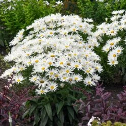 Amazing Daisies® ‘Spun Silk’ Shasta Daisy -Fast Growing Trees Shop Spun Silk Bananas 3