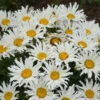 Amazing Daisies® ‘Spun Silk’ Shasta Daisy -Fast Growing Trees Shop Spun Silk Bananas 600x600 785a4f4b d4da 47c5 bb94 41e730a5336f