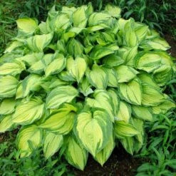 Stained Glass Hosta Plant -Fast Growing Trees Shop Stained Glass Hosta 1