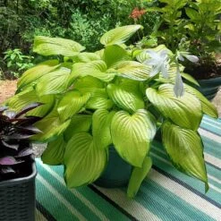Stained Glass Hosta Plant -Fast Growing Trees Shop Stained Glass Hosta 3