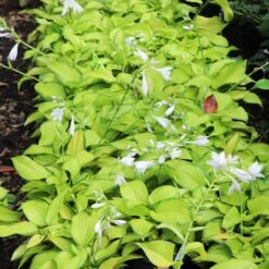Stained Glass Hosta Plant -Fast Growing Trees Shop Stained Glass Hosta 6