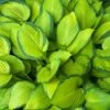 Stained Glass Hosta Plant 8 Stained Glass Hosta Plant -Fast Growing Trees Shop Stained Glass Hosta 600x600 96733d7b c145 4aa0 b915 65d84155cf32