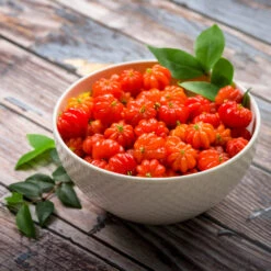 Star Cherry Tree (Pitanga) -Fast Growing Trees Shop Star Cherry 3 FGT