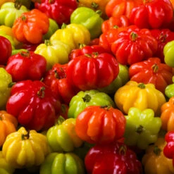 Star Cherry Tree (Pitanga) -Fast Growing Trees Shop Star Cherry 7 FGT