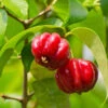 Star Cherry Tree (Pitanga) -Fast Growing Trees Shop Star Cherry FGT 600x600 f143a9b6 ebfe 4840 bad7 417d61a625e0