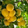 Star Ruby Grapefruit Tree -Fast Growing Trees Shop Star Grapefruit 3600x600jpg