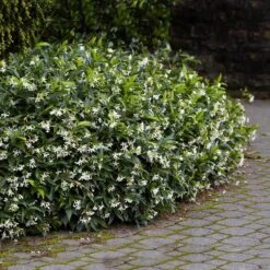 Star Jasmine -Fast Growing Trees Shop Star Jasmine 2 FGT