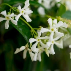 Star Jasmine -Fast Growing Trees Shop Star Jasmine 3
