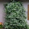 Star Jasmine -Fast Growing Trees Shop Star Jasmine FGT 600x600 6d61e944 f31d 4bea bb0f 55ed8563874f
