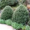 Steeds Japanese Holly Shrub -Fast Growing Trees Shop Steeds Holly 600x600 ac540290 c749 40ff 96ae 72fc4fa7e49b