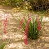 Dwarf Red Yucca Stoplights -Fast Growing Trees Shop Stoplights Dwarf Hesperaloe 600x600 c6cef494 df97 4058 ab1b 9a2d48368a7e