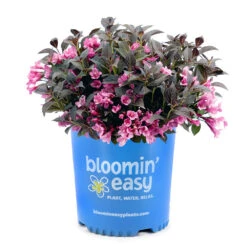 Stunner® Weigela -Fast Growing Trees Shop Stunner weigela 3