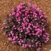 Stunner® Weigela -Fast Growing Trees Shop Stunner weigela 600x600 374f2660 7429 4603 bcb3 1c1dcc3fcbf2