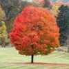 Sugar Maple Tree -Fast Growing Trees Shop Sugar Maple FGT 600x600 6ad4956a ec6e 4ab2 a66a 1a1245471195