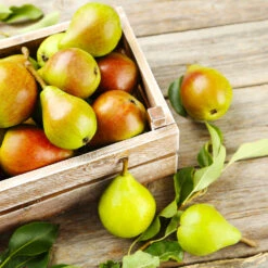 Summercrisp Pear Tree 6 Summercrisp Pear Tree -Fast Growing Trees Shop Summercrisp Pear 3 FGT