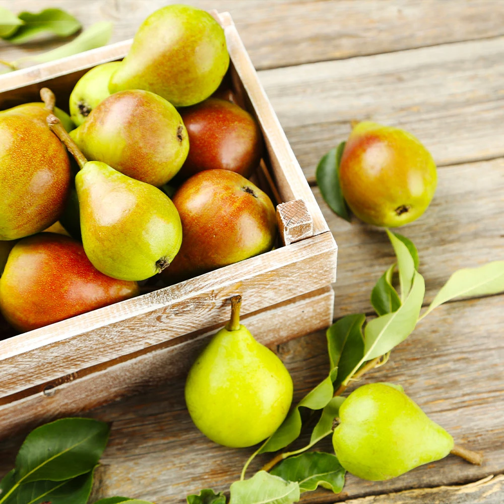 Summercrisp Pear Tree 3 Summercrisp Pear Tree - Image 3