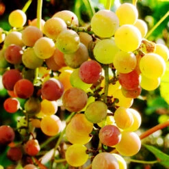 Summit Muscadine Grapes -Fast Growing Trees Shop Summit muscadine Grape 3