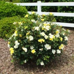Sunny Knock Out® Rose -Fast Growing Trees Shop Sunny knockout rose Shrub 1 FGT