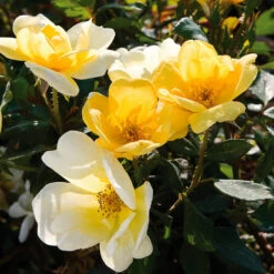 Sunny Knock Out® Rose -Fast Growing Trees Shop Sunny knockout rose Shrub 3 FGT