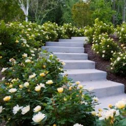 Sunny Knock Out® Rose -Fast Growing Trees Shop Sunny knockout rose Shrub 7 FGT